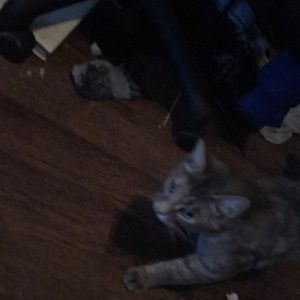 Meet your Posher, Spencer